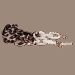 Guess Gu2885 52053 (GU2885 52053) Women's EYEWEAR_3